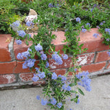4” Ceanothus Hearstiorum