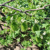 1 Gallon Marah Macrocarpa ‘Wild Cucumber’