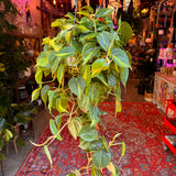 6" Philodendron Cordatum Brasil
