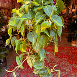 6" Philodendron Cordatum Brasil