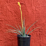 5 Gallon Hesperaloe parviflora 'Yellow Sun'