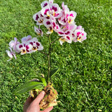 3" Harlequin Orchid - 2 Flower Spike