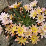 4" Lewisia longipetala 'Little Peach'