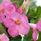 1 Gallon Mandevilla Giant Pink Flower (Dipladenia Rocktrumpet)