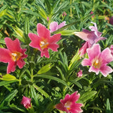 4" Mimulus ‘Jelly Bean Dark Pink’ (Mimulus hybrid)
