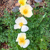 4" Eschscholzia Californica 'Buttermilk'