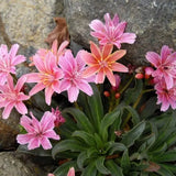 4" Lewisia Longipetala 'Little Plum'