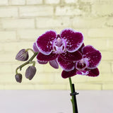 3" Moth Orchid - 2 Flower Spike