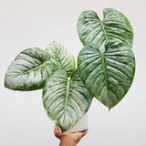5" Philodendron Mamei Silver Cloud