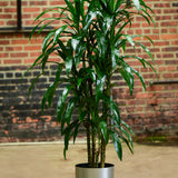 12" Dracaena Elegance 'Lisa'