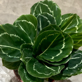 4" Calathea Roseopicta Green
