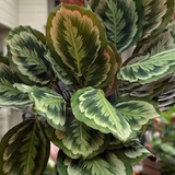 4" Calathea Mysty