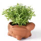 Rakshana Plant Pals - 8 Styles