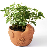 Rakshana Plant Pals - 8 Styles