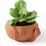 Rakshana Plant Pals - 8 Styles
