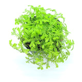 6" Moss Fern Gold Tips (Selaginella pallescens)