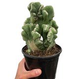 Cereus Coral Green Cactus