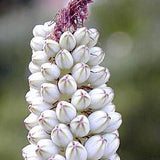 5 Gallon Drimia maritima 'Giant Sea Squill'