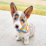 Snap-on Dog Bandana - 5 Styles/3 Sizes