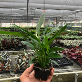 Spathiphyllum 'Peace Lily'