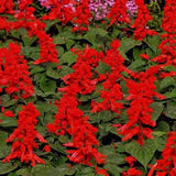 4" Salvia 'Sizzler Mix'