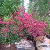 4" Eriogonum Grande Rubescens
