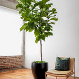14" Fiddle Leaf Fig