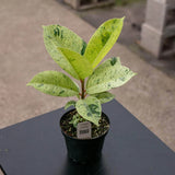 10" Ficus Elastica 'Shivereana'