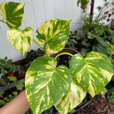 6" Hawaiian Pothos