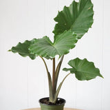 12" Alocasia Ebony