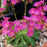 4" Lewisia Cotyledon 'Rainbow Mix'