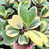 4” Hoya Kerri Variegated (Muti leaf)