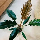 6" Philodendron Caramel Pluto