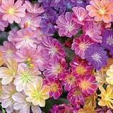 4" Lewisia Cotyledon 'Rainbow Mix'