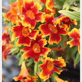 4" Mimulus ‘Changeling'