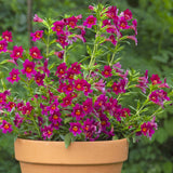 4" Mimulus ‘Jelly Bean Dark Pink’ (Mimulus hybrid)
