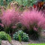 5 Gallon Pink Muhly Grass 'Muhlenbergia Capillaris'