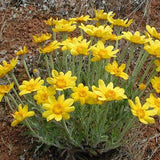 4" Eriophyllum Lanatum 'Siskiyou' - Wooly Sunflower