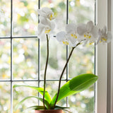 3" Moth Orchid - 2 Flower Spike