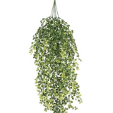 Maiden Hair Fern Vine