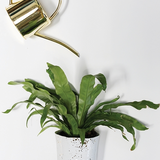 Solange Pot - 2 Sizes