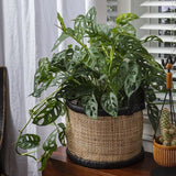 Maple Baskets - 2 Sizes