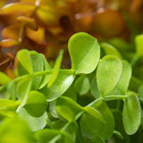 Eucalyptus Vine - 2 Colors