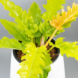 5” Philodendron ‘Ring Of Gold’