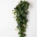 Grape Ivy Dusky Draping Bush