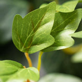 Grape Ivy Dusky Draping Bush