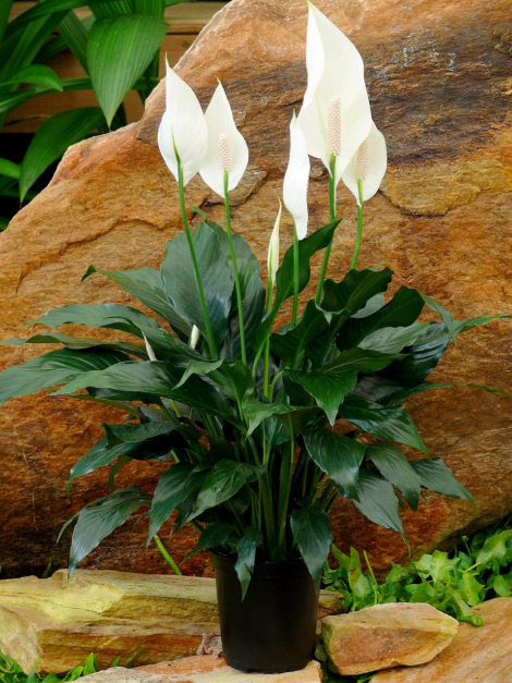 4" Spathiphyllum Dario "Peace Lily"