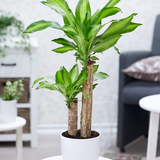 12" Dracaena Massangeana Small Cut