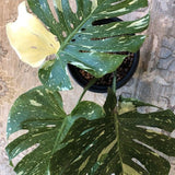 10" Monstera Deli Thai Constellation