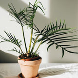 6" Philodendron Tortum